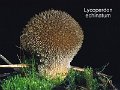 Lycoperdon echinatum-amf1926-2